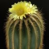 Notocactus_warasii